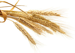 How to invest in wheat online?