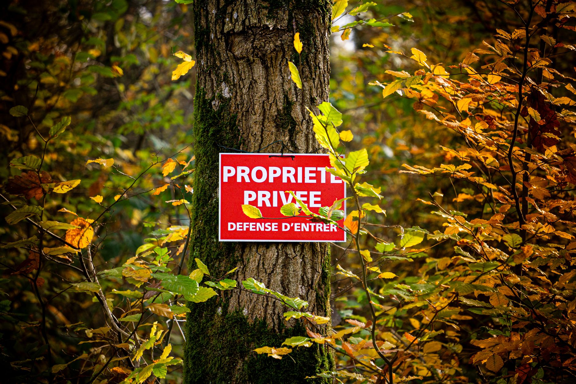 Conseils pour les investisseurs face à cet environnement